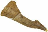 Fossil Sawfish (Onchopristis) Rostral Barb - Morocco #230992-1